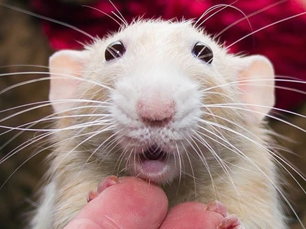 rato 2